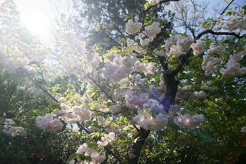 咲き急ぐ花達 初夏の花達・八重桜@梅宮大社_f0032011_21103677.jpg