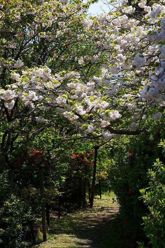 咲き急ぐ花達 初夏の花達・八重桜@梅宮大社_f0032011_21115643.jpg