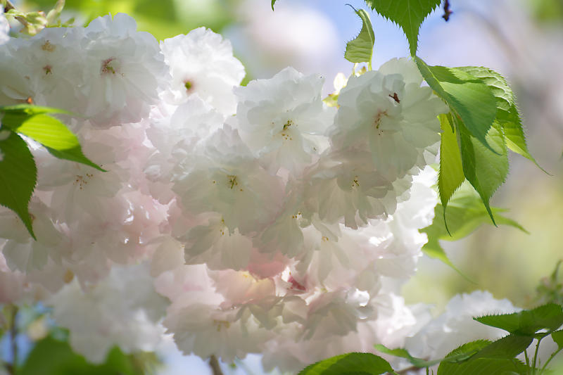 咲き急ぐ花達 初夏の花達・八重桜@梅宮大社_f0032011_21115682.jpg