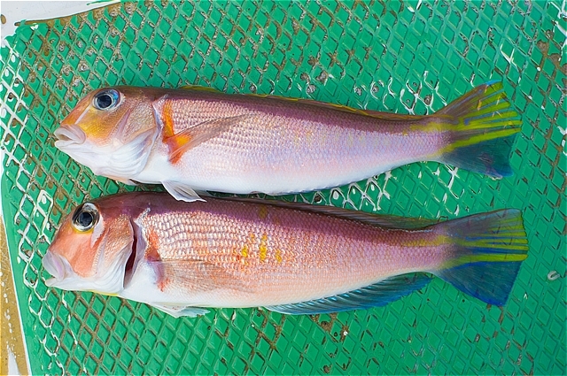 アマダイの干物でおうちごはん(*\'▽\')大和芋付き_c0196414_03591678.jpg