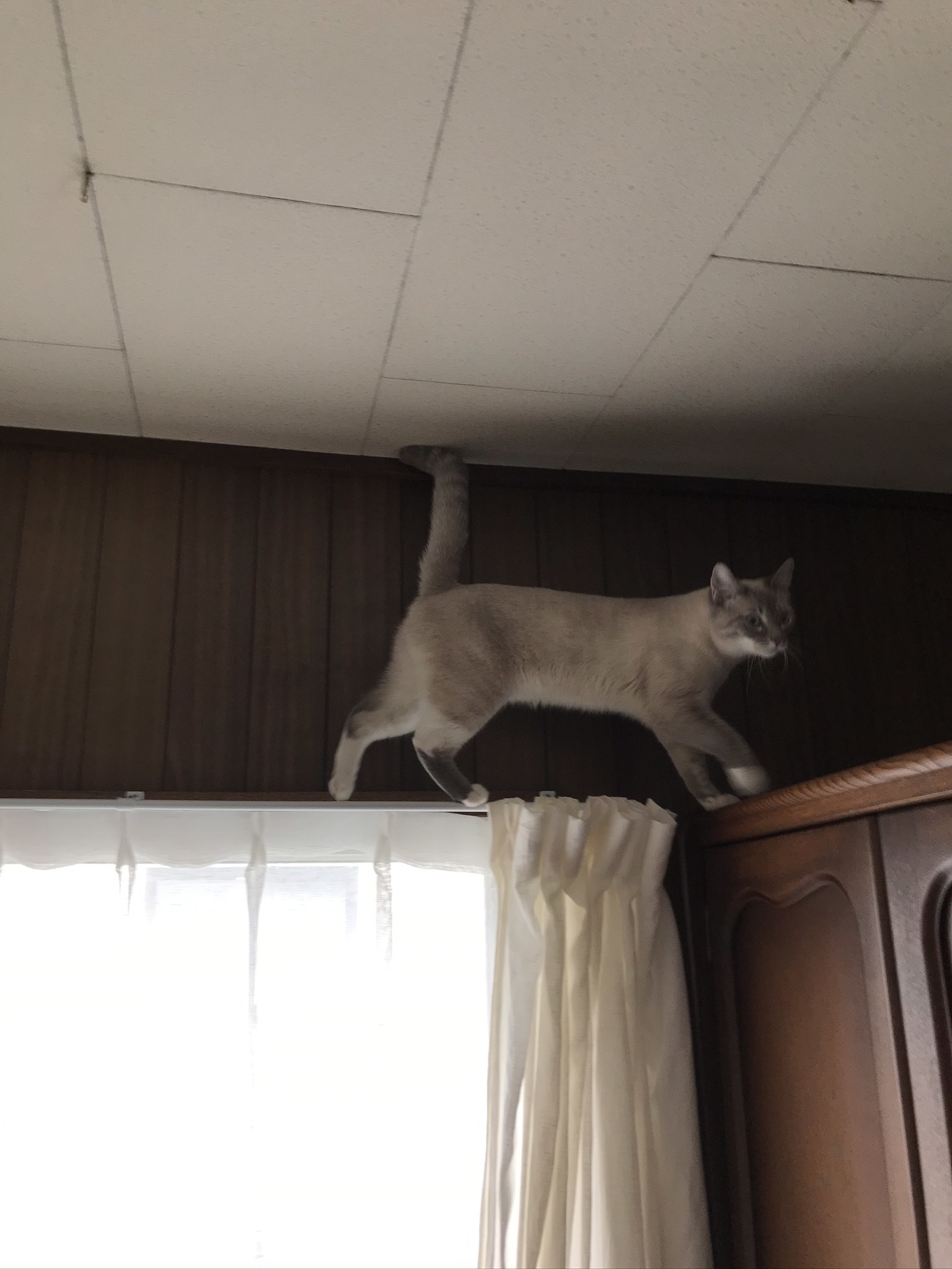 充実した猫まみれ日曜日でした。_b0340621_19382265.jpeg