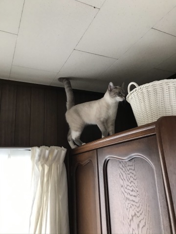 充実した猫まみれ日曜日でした。_b0340621_19384096.jpeg
