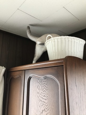 充実した猫まみれ日曜日でした。_b0340621_19392902.jpeg