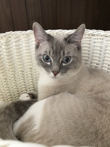 充実した猫まみれ日曜日でした。_b0340621_19394920.jpeg