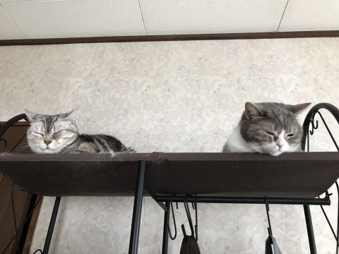 充実した猫まみれ日曜日でした。_b0340621_19401343.jpeg