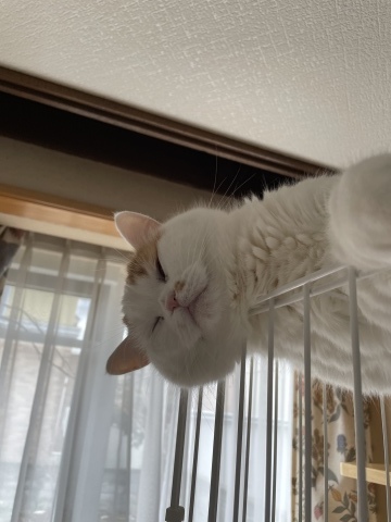 充実した猫まみれ日曜日でした。_b0340621_19403841.jpeg