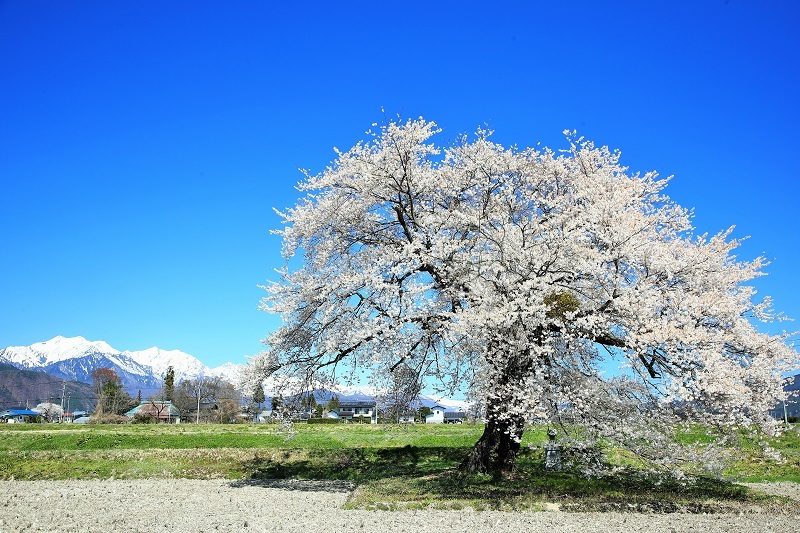 須沼の一本桜・・・(4528)_e0349324_08331441.jpg