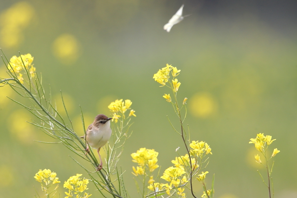 菜の花セッカ...【セッカ・ヒバリ・キジ】_b0113228_14545987.jpg