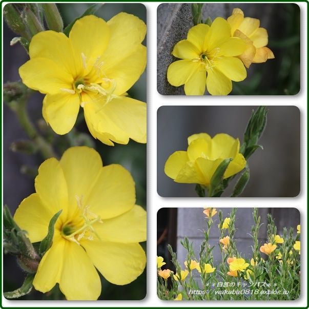 道端に咲く 雑草にも名前があり 自然のキャンバス