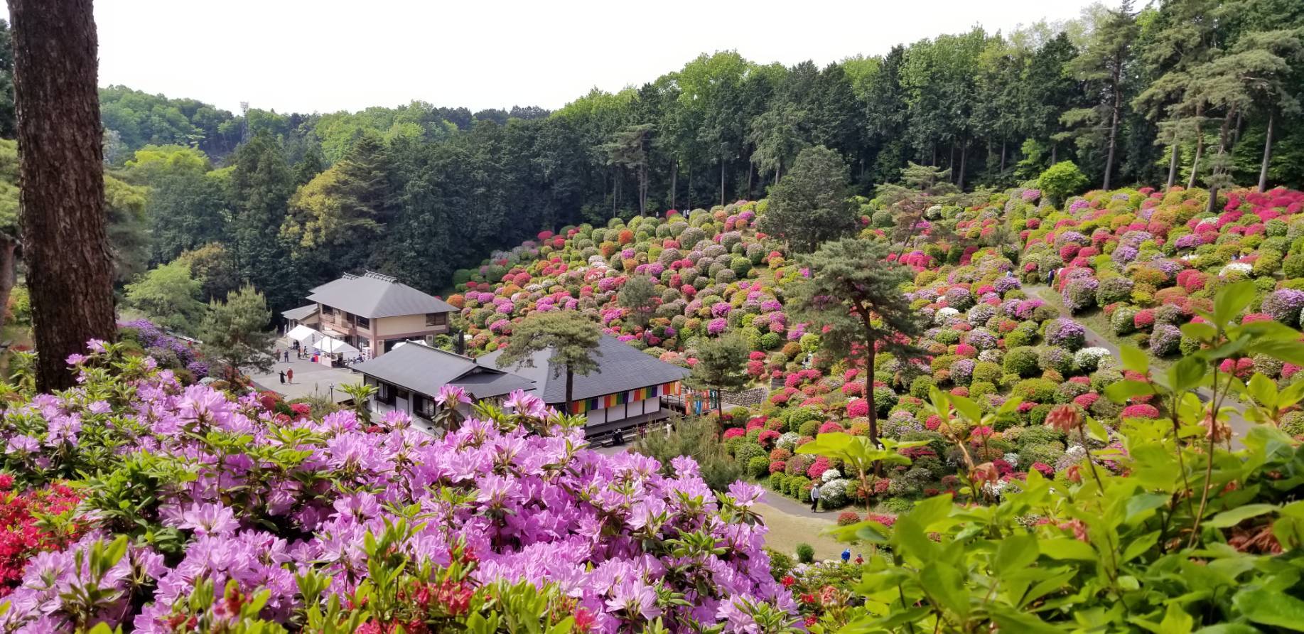 見事なツツジ！塩船観音寺_a0326636_15481402.jpg