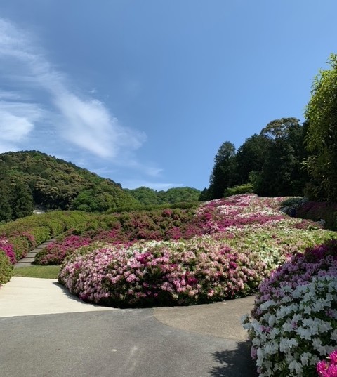 三室戸寺　ツツジ園の花の茶屋オープンしました♪_d0020139_12590881.jpeg