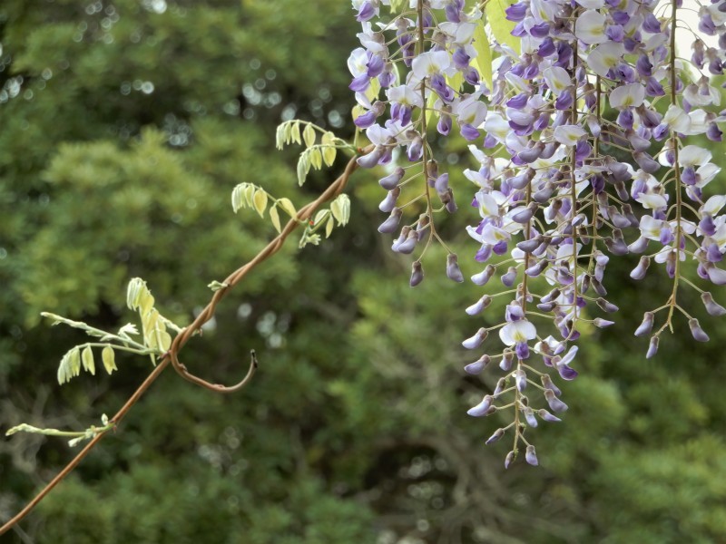 藤流し ＊ falling wisteria_f0374041_07072893.jpg