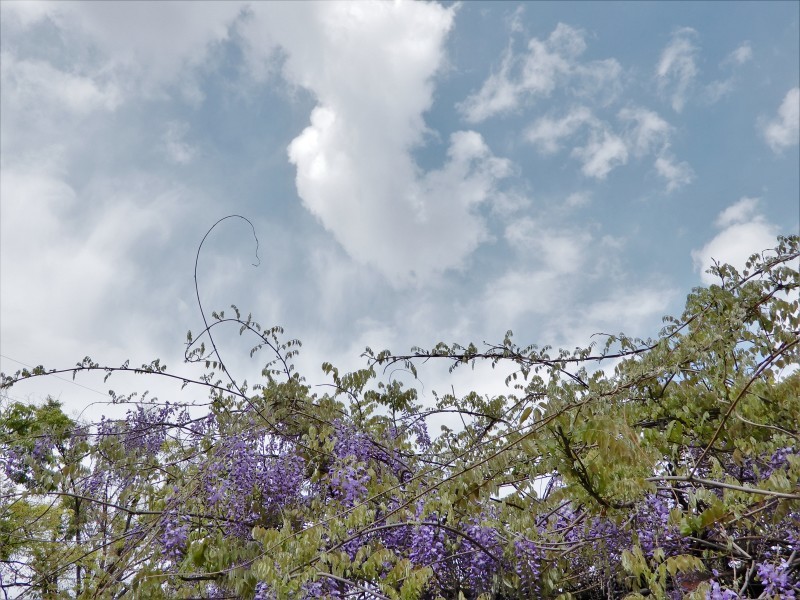 藤の雨 ＊ cascade de glycines_f0374041_07091667.jpg