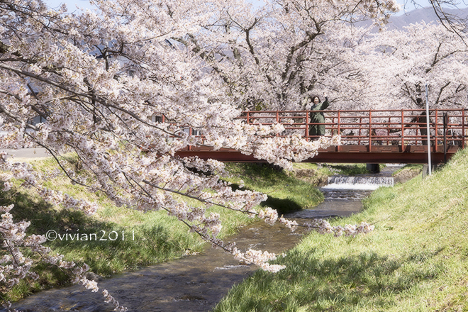 福島県 桜の札所１１番 観音寺川さくら並木 日々の贈り物 私の宇都宮生活