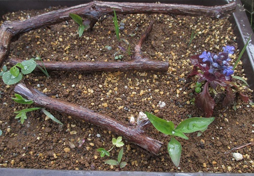 待てば海路の日和あり めざすはbonsai いまは鉢植え