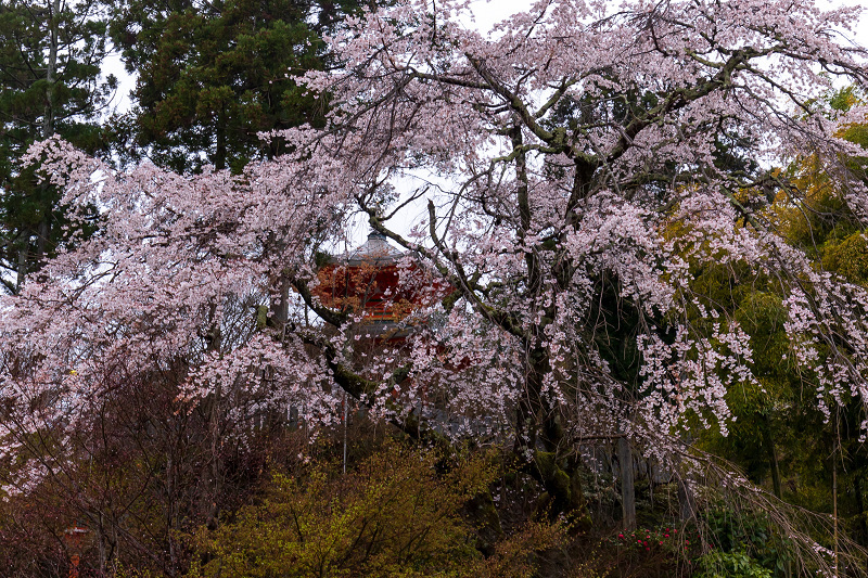 2021桜咲く京都 西山・正法寺の春_f0155048_22295643.jpg