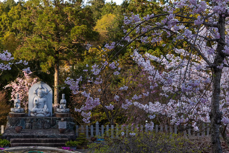 2021桜咲く京都 西山・正法寺の春_f0155048_22354684.jpg