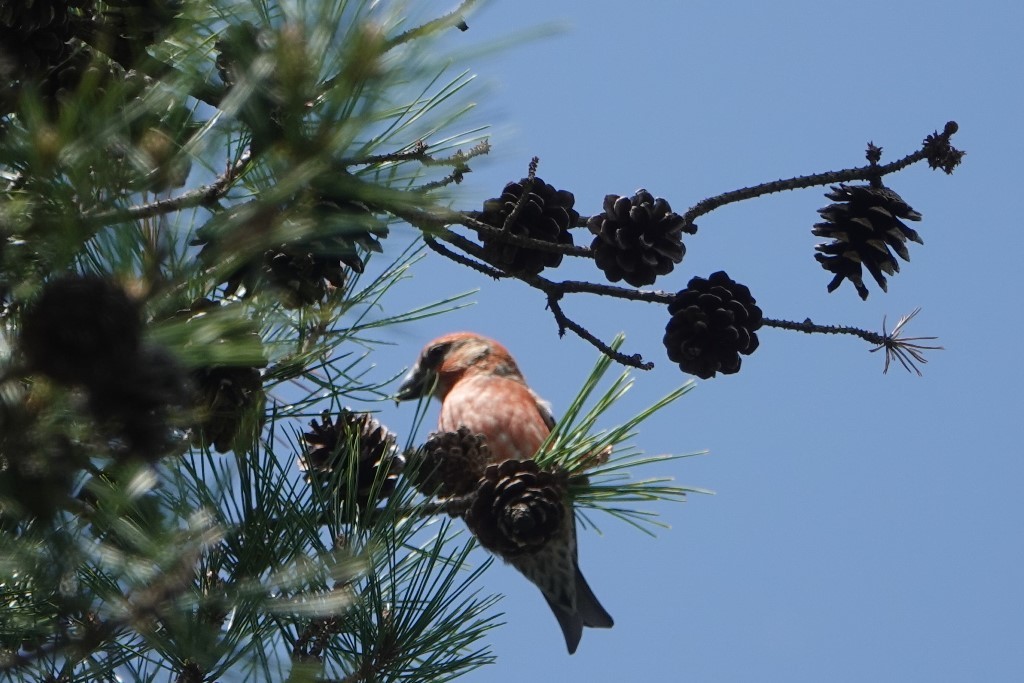 野鳥トレ　259　イスカ_b0227552_20320065.jpg