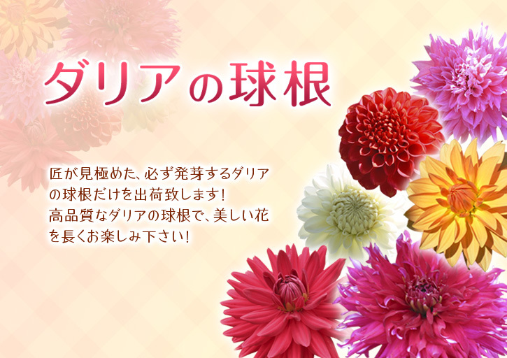 母の日ギフト2021 第5弾:『ダリアの球根』で会話も届ける贈り物はいかがですか?_a0254656_16550005.jpg