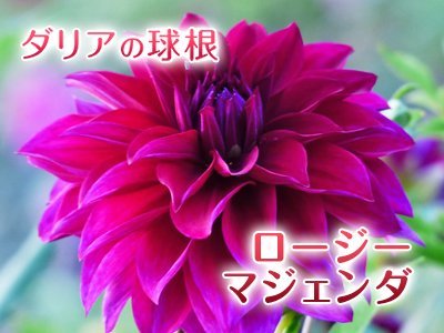 母の日ギフト2021 第5弾:『ダリアの球根』で会話も届ける贈り物はいかがですか?_a0254656_17442079.jpg