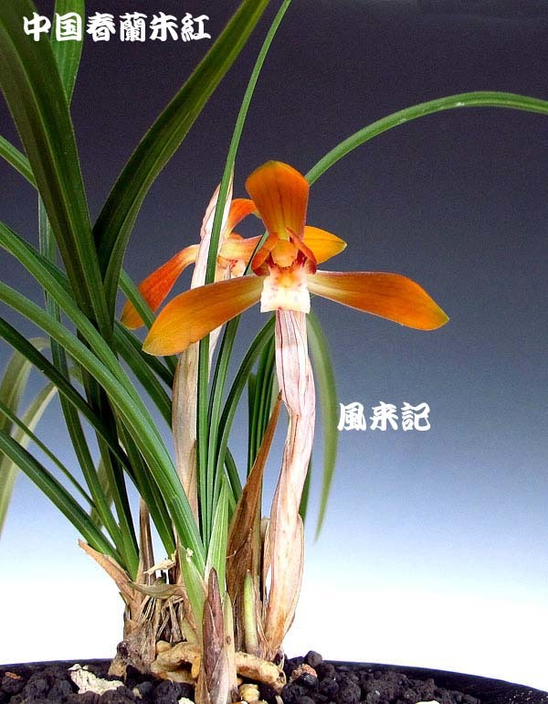 ○中国四季蘭 建蘭「紅玉」花芽付き 1111-77 ○ 春蘭 寒蘭 東洋蘭