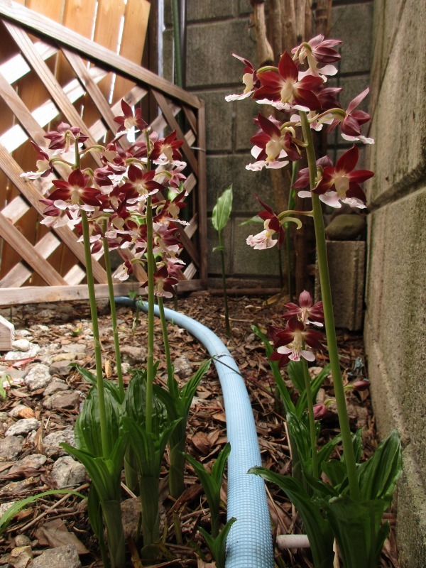 日常 ビオトープの調子良好 エビネの花が咲きました 孤影悄然