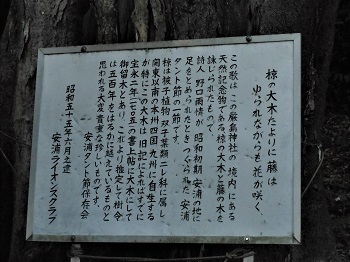 県内有数のムクに寄り添うフジ古木_e0175370_13525854.jpg