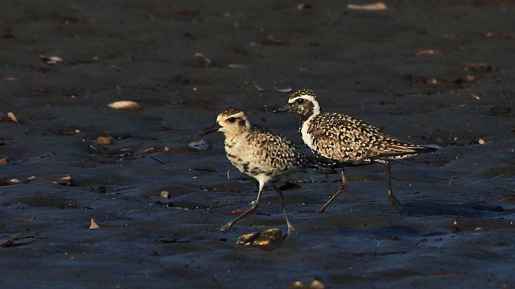 ムナグロ成鳥と幼鳥_f0105570_17200344.jpg