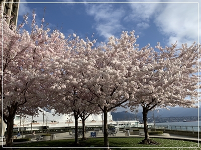 Vancouverの桜_a0047577_08214496.jpg