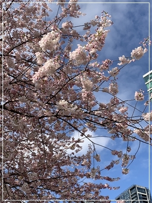 Vancouverの桜_a0047577_08214936.jpg