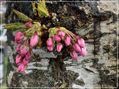 Vancouverの桜_a0047577_08221347.jpg