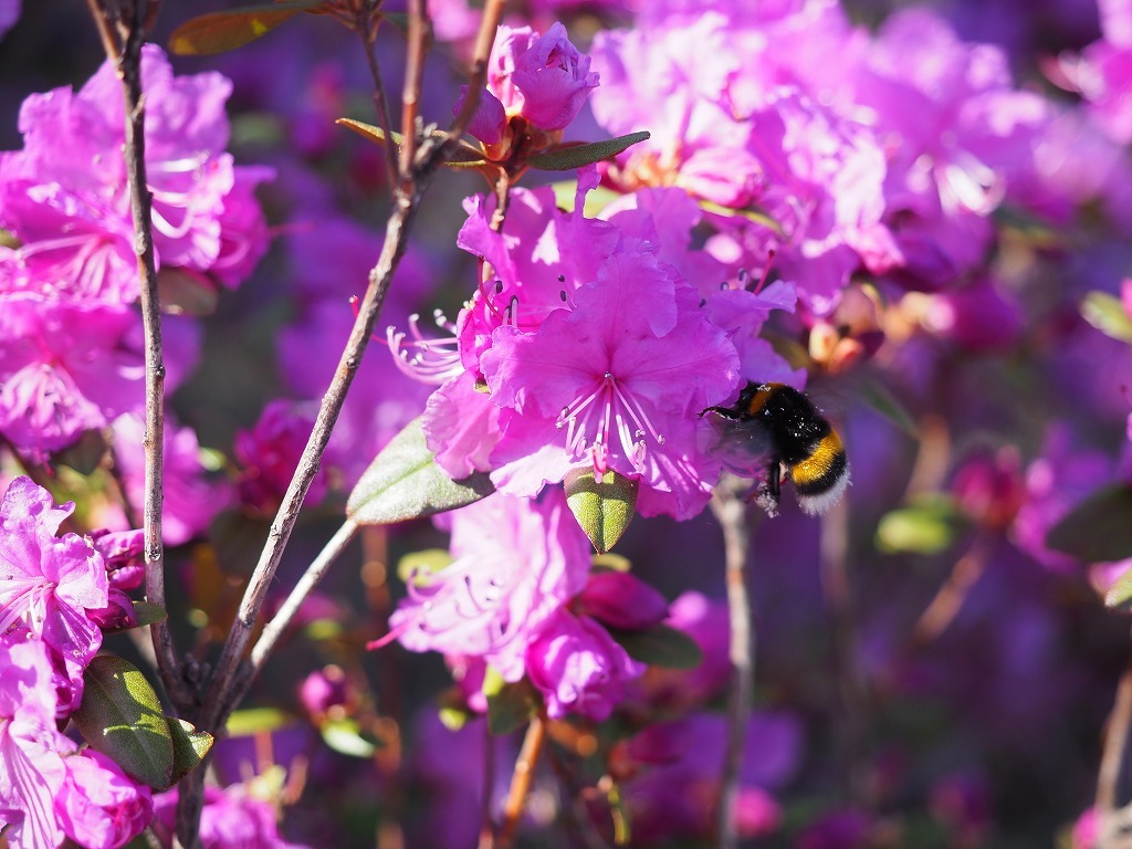 桜の咲く前に・・春一番に咲く花_a0174783_11410865.jpg