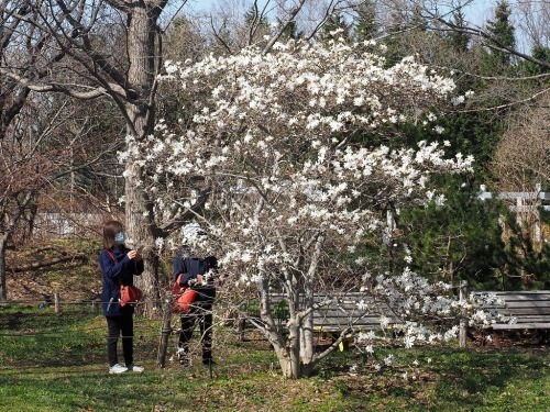 桜の咲く前に・・春一番に咲く花_a0174783_11440975.jpg