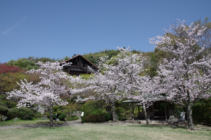 大山崎山荘　桜_c0382798_17471507.jpg