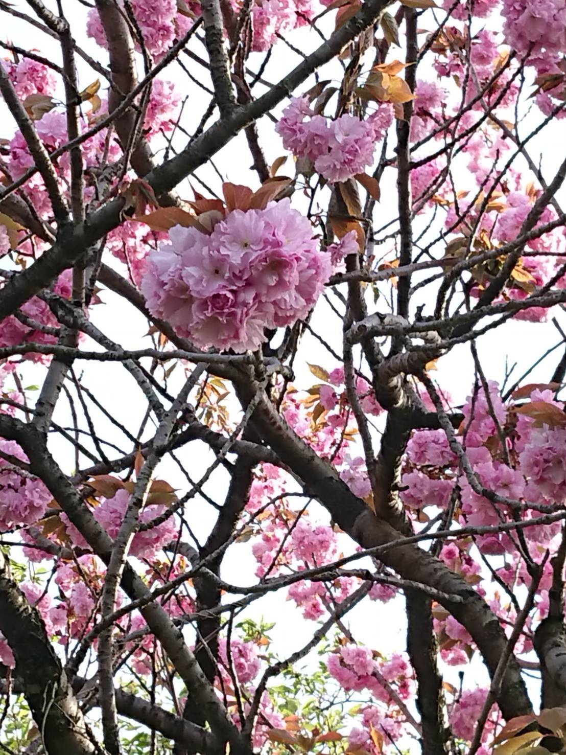 交流センター八重桜さきました_d0235898_22093336.jpg