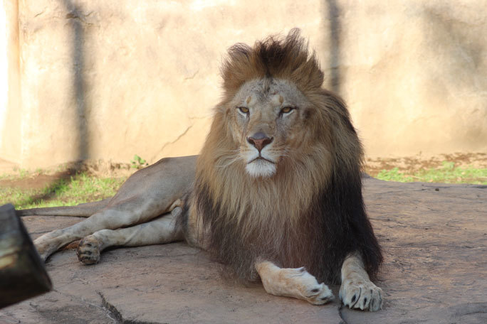 くつろぎライオン「アレン＆トウヤ」（千葉市動物公園 November 2020）_b0355317_21171841.jpg