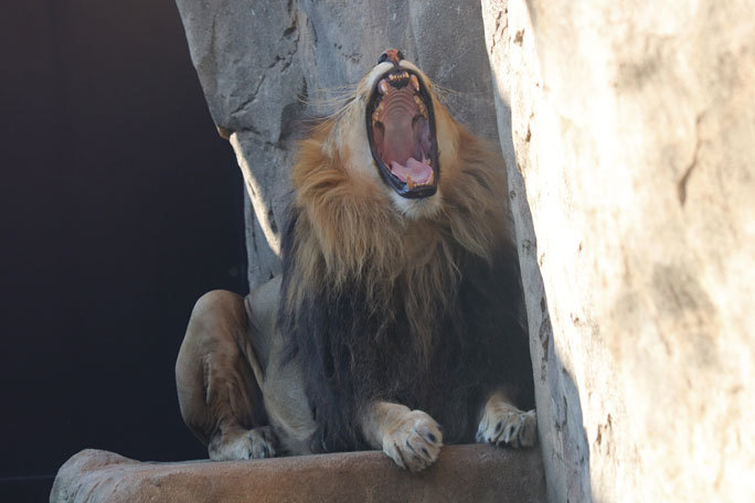 くつろぎライオン「アレン＆トウヤ」（千葉市動物公園 November 2020）_b0355317_21255409.jpg