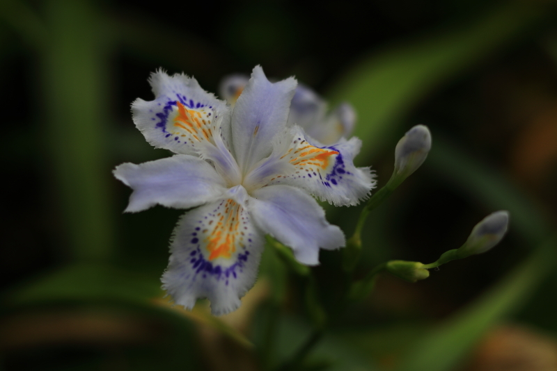 シャガ、山芍薬など_d0026817_07245386.jpg