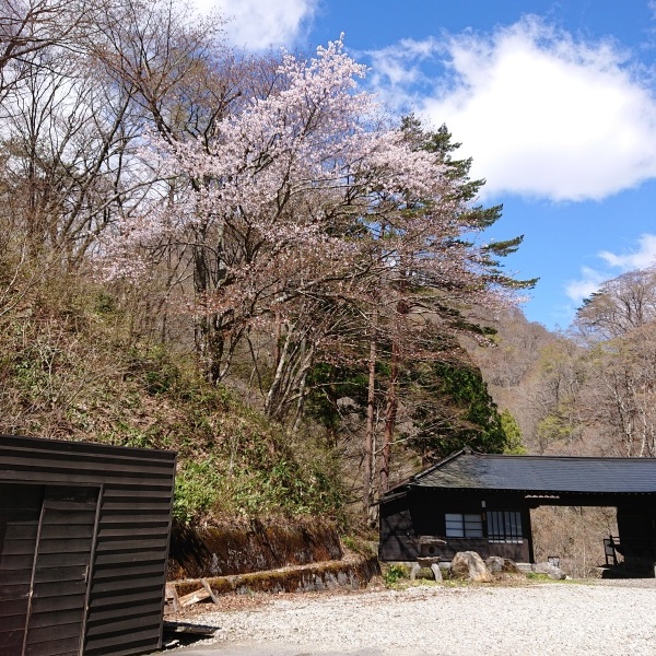 桜開花しました_c0213830_13565398.jpg