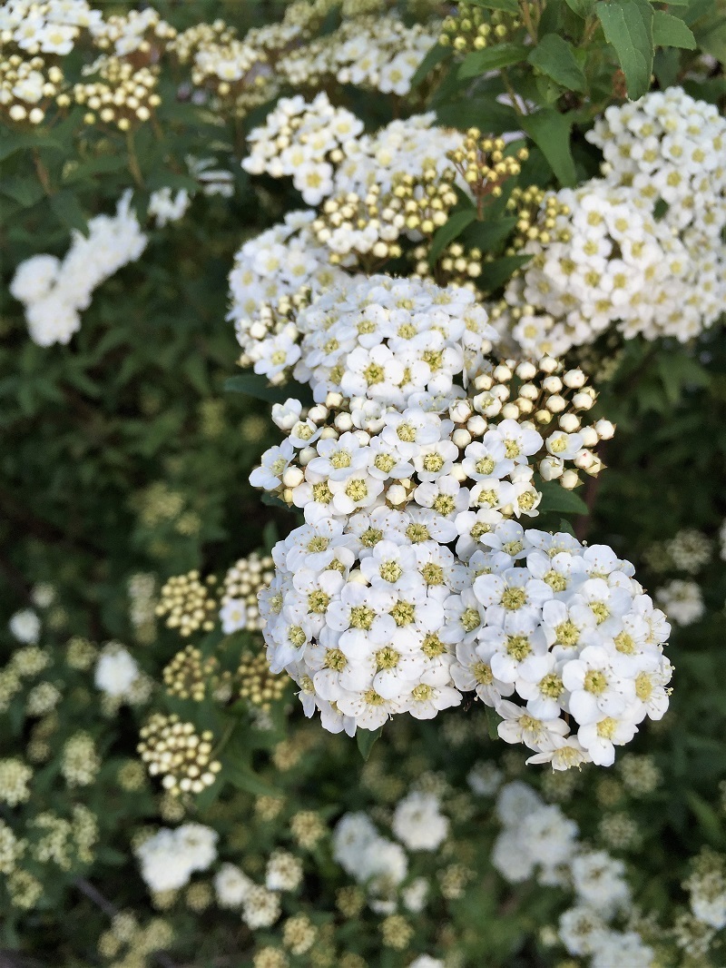 蕗の薹_f0076731_15462090.jpg