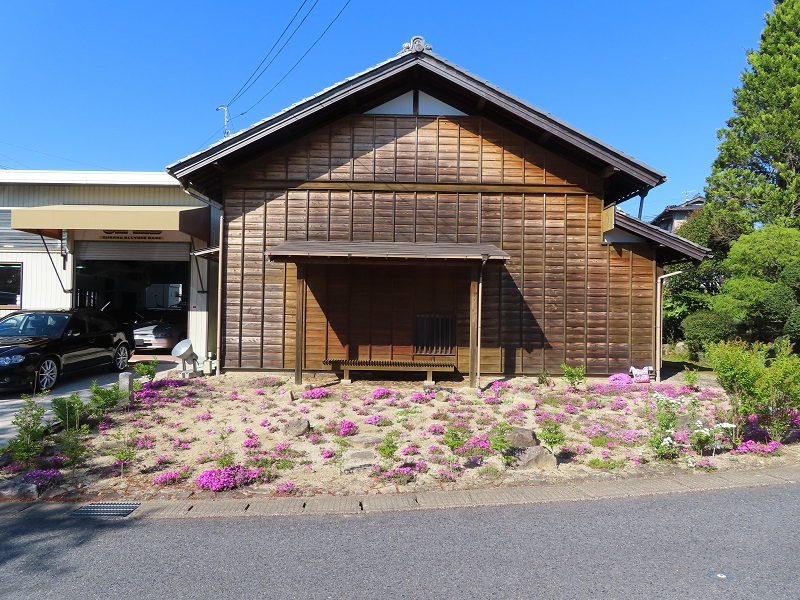 蕗の薹_f0076731_15505490.jpg