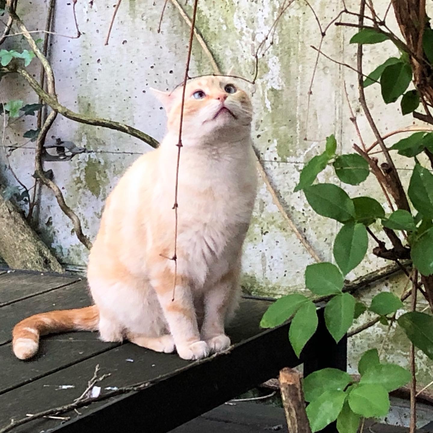 パリ13区 藤のトンネルをパリ散歩_a0231632_18234264.jpeg