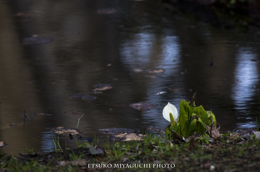 池のほとりに水芭蕉_f0152939_12140585.jpg