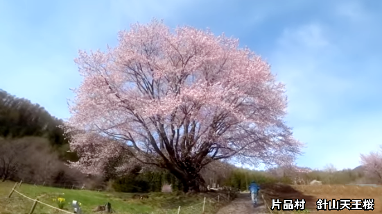 針山天王桜が見頃 群馬片品村 群馬で生まれ育った男のブログ 針山天王桜が見頃 群馬片品村 群馬で生まれ育った男のブログ
