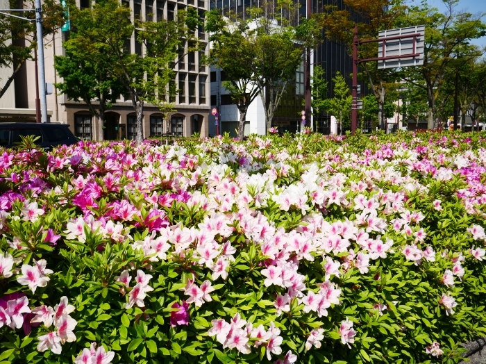 　　和歌山市は市の花ツツジが美しいです　　２０２１-０４-２８　００：００_b0093754_23055957.jpg