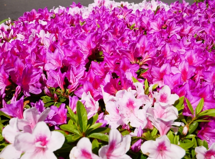 　　和歌山市は市の花ツツジが美しいです　　２０２１-０４-２８　００：００_b0093754_23062103.jpg