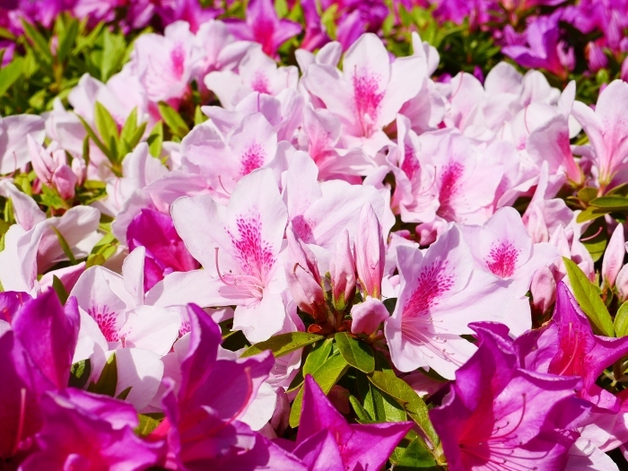 　　和歌山市は市の花ツツジが美しいです　　２０２１-０４-２８　００：００_b0093754_23064021.jpg