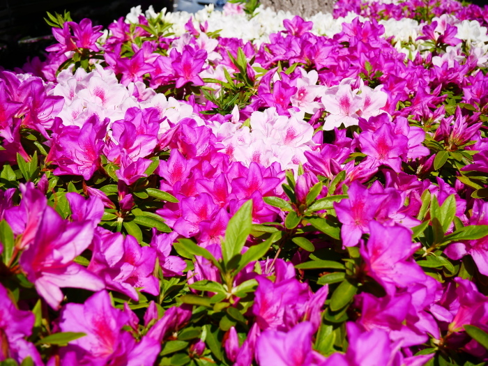 　　和歌山市は市の花ツツジが美しいです　　２０２１-０４-２８　００：００_b0093754_23065439.jpg