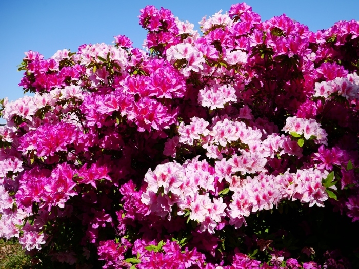 　　和歌山市は市の花ツツジが美しいです　　２０２１-０４-２８　００：００_b0093754_23070634.jpg