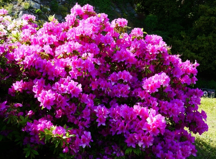 　　和歌山市は市の花ツツジが美しいです　　２０２１-０４-２８　００：００_b0093754_23071957.jpg